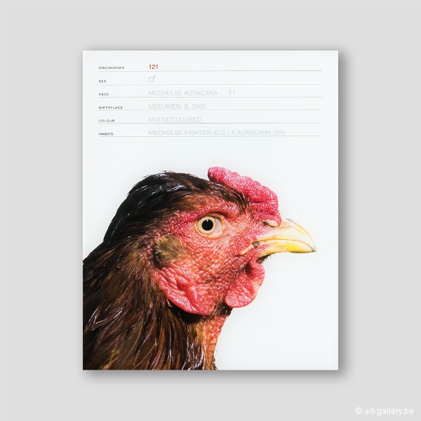 VANMECHELEN Koen - Mechelse Auracana